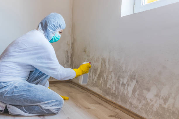 Licensed Mold Remediation service in Marlboro, NY - WQB Mold Removal